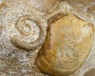 Large Ammonite Plate Three Species - France #10020-2